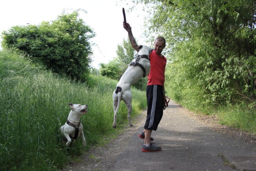 Am.staford��rsk� teri�r - �t��ata