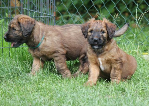 �t���tka plav�ch briard�