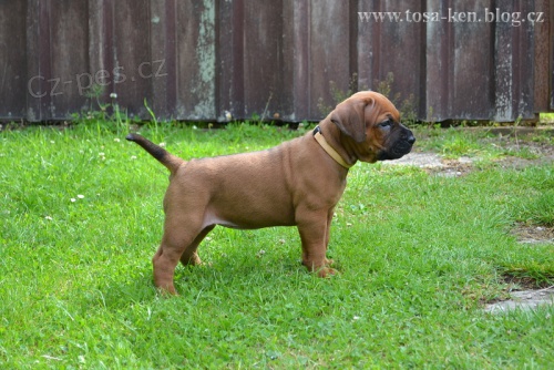 Tosa inu �t���tka s PP