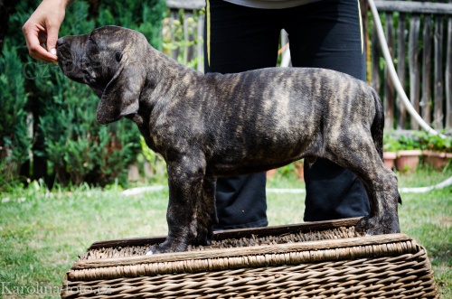 BRAZILSK� FILA S PP  ��han� �t��da