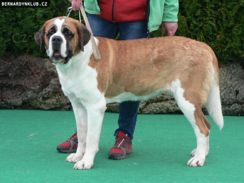 Svatobernardsk� pes - bernard�n s PP