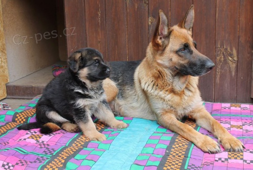 �t�n� n�meck�ho ov��ka s PP