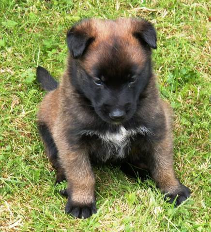 �t��ata BO malinois