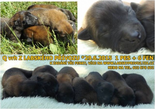 Belgick� ov��k malinois s PP - voln� 3 fenky