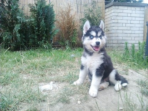 Sibi�sk� Husky