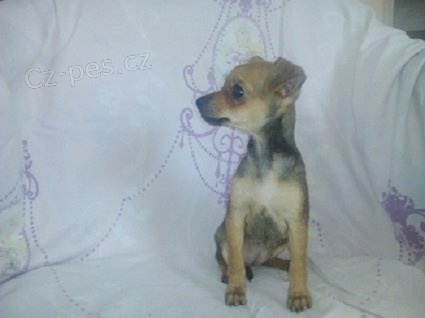 Trpasli�� pin�