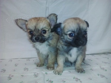 �ivava dlouhosrst�