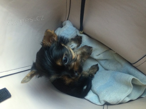 Jork��rsk� terier