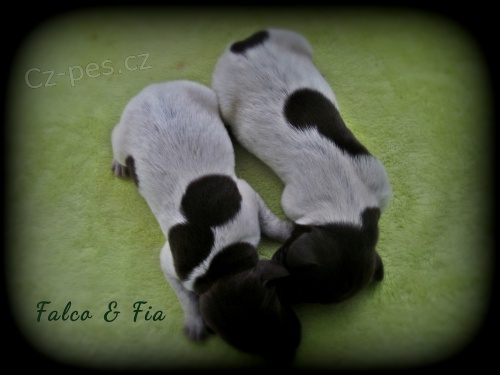 NKO - �t��ata s PP