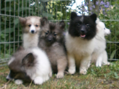 N�meck� �pic - strako�