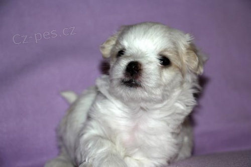 Malt�z��ek s PP