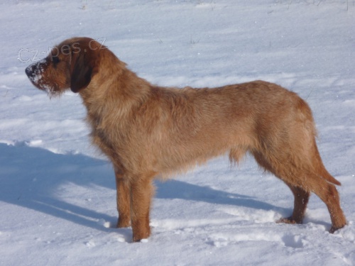 �t��ata �t�rsk�ho brak��e.