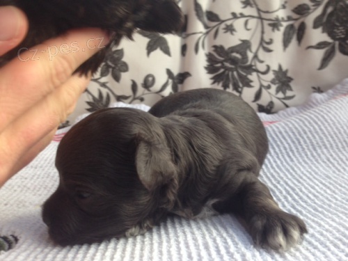 �t�n� barevn� bolo�sk� ps�k