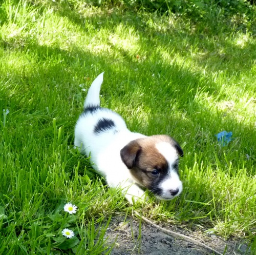 Jack Russel terier