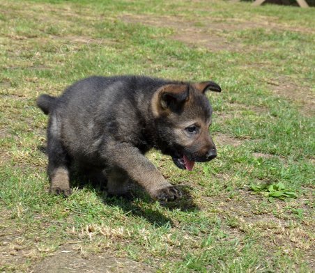 Fenka  NO vlko�ed� v�b�rov� chov