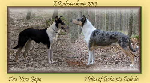 Prod�m �t���tka kr�tkosrst� kolie