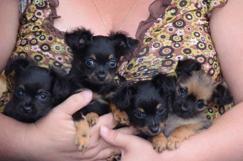 Rusk� toy - nejmen�� teri�r cca 2kg