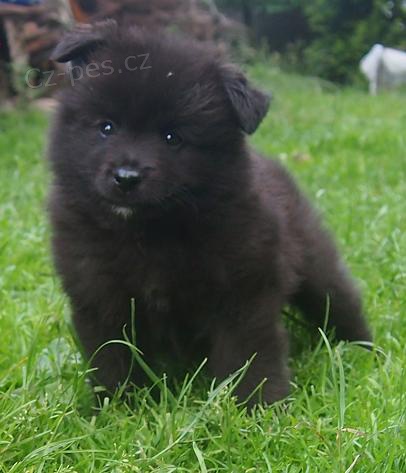 N�meck� �pic velk� �ern� prod�m kvalitn� �t��ata sPP