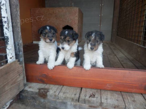 Prod�m foxterier drsnosrst�