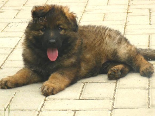 N�meck� ov��k - dlohosrst� fenka