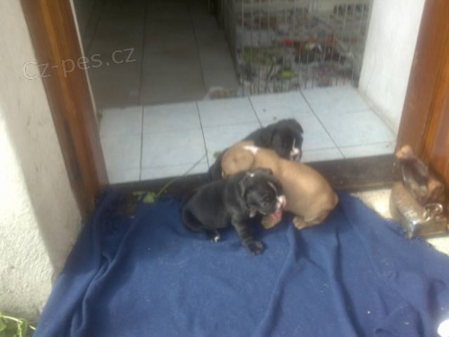 �t��ata francz. buldo�k� k odb�ru