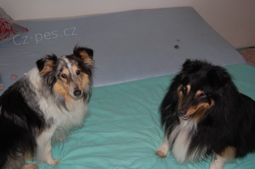 Ven�en� pejsk� v Brn�