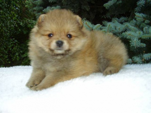 N�meck� �pic mal� a trpasli�� s PP