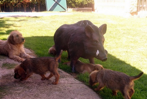 �t��ata �t�rsk�ho brak��e s PP|