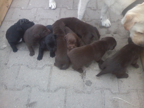 �t��ata labradorsk�ho retr�vra