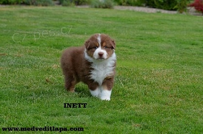 Australsk� ov��k �t��ata s PP.