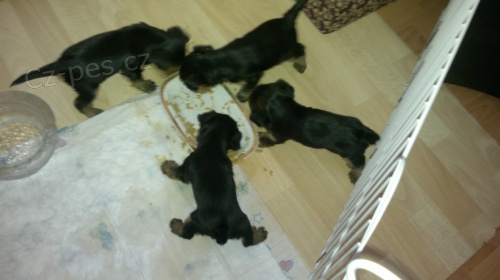 Prod�m �t�n� Jork��rsk�ho teri�ra s PP (pap�rov�)