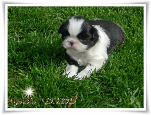 Miminka plemene japan chin (japonsk� �paniel) s PP