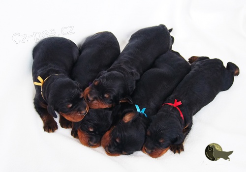 gordon setr �t��ata s PP - gordon setter puppies