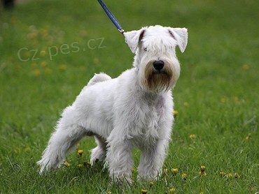 Kryt� - kn�ra� mal� b�l�