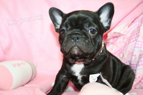 Francouzsk� buldo�ek �t��ata