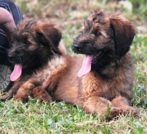 Briard plav� �t��ata