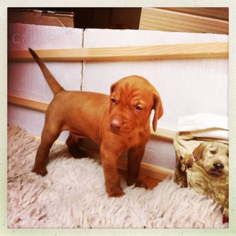 �t��ata ma�arsk�ho oha�e