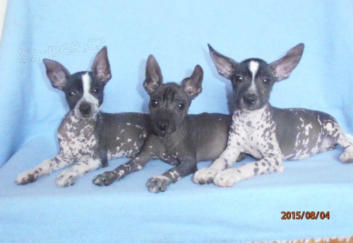 Mexick� nah�� mal�