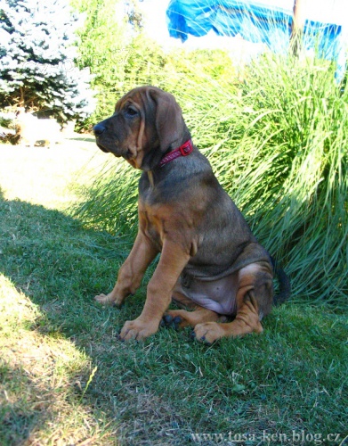 Tosa inu �t���tka s PP k odb�ru