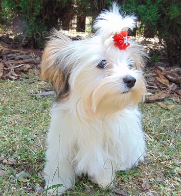 Biewer yorkshire terrier - fene�ka s PP