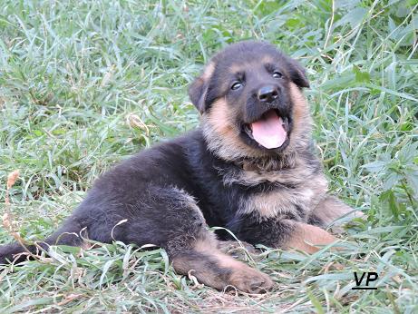 Prod�me �t��ata- psi  N�meck�ho ov��ka s PP