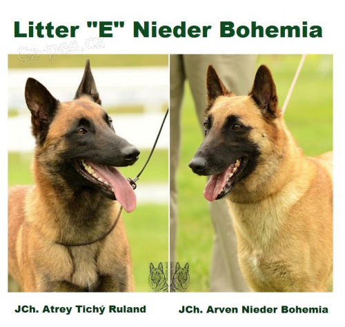 Belgick� ov��k Malinois po v�born�ch rodi��ch