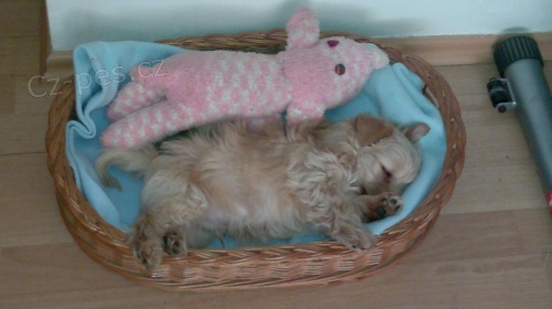 nab�z�mke kryt� Goldust jork��ra 