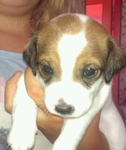 Prod�m �t���tka jack russel