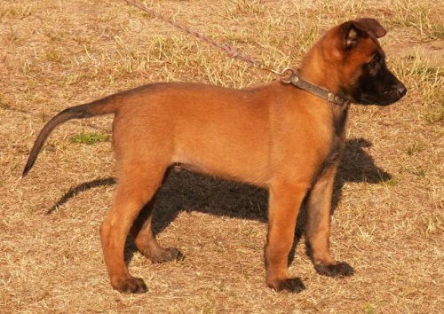 �t�n� BO Malinois s PP - pejsek