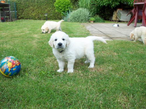 Zlat� retriever - �t���tka s PP