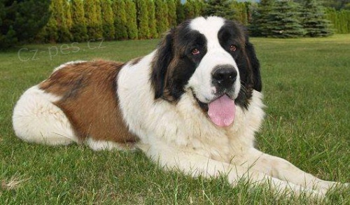 e Moskevsk� str�n� pes s PP FCI