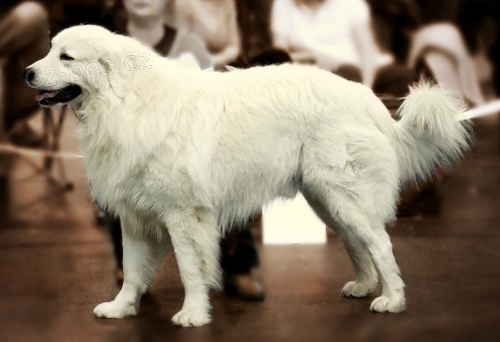 zad�m �t���tka - podhalansk� ov��k