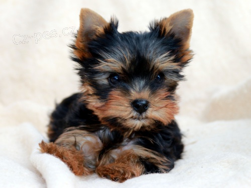 �t��ata jork��rsk�ho teri�ra