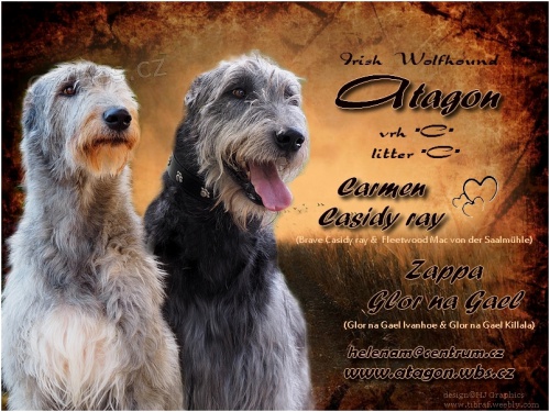 Irsk� vlkodav, �t���tka s PP